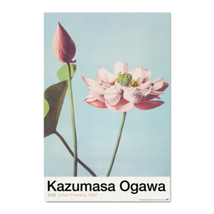 POSTER 08 LOTUS FLOWERS BY K. OGAWA