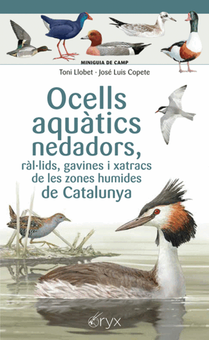 OCELLS AQUÀTICS NEDADORS, RÀL·LIDS, GAVINES I XATRACS DE LES ZONES HUMIDES DE CA