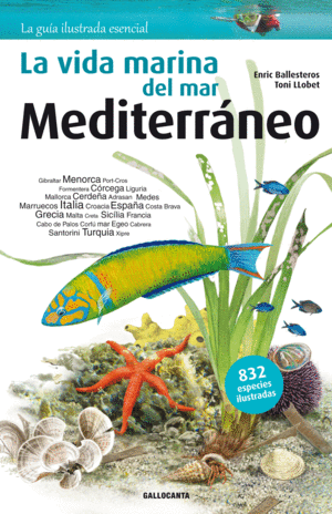 MEDITERRANEO -VIDA MARINA MAR